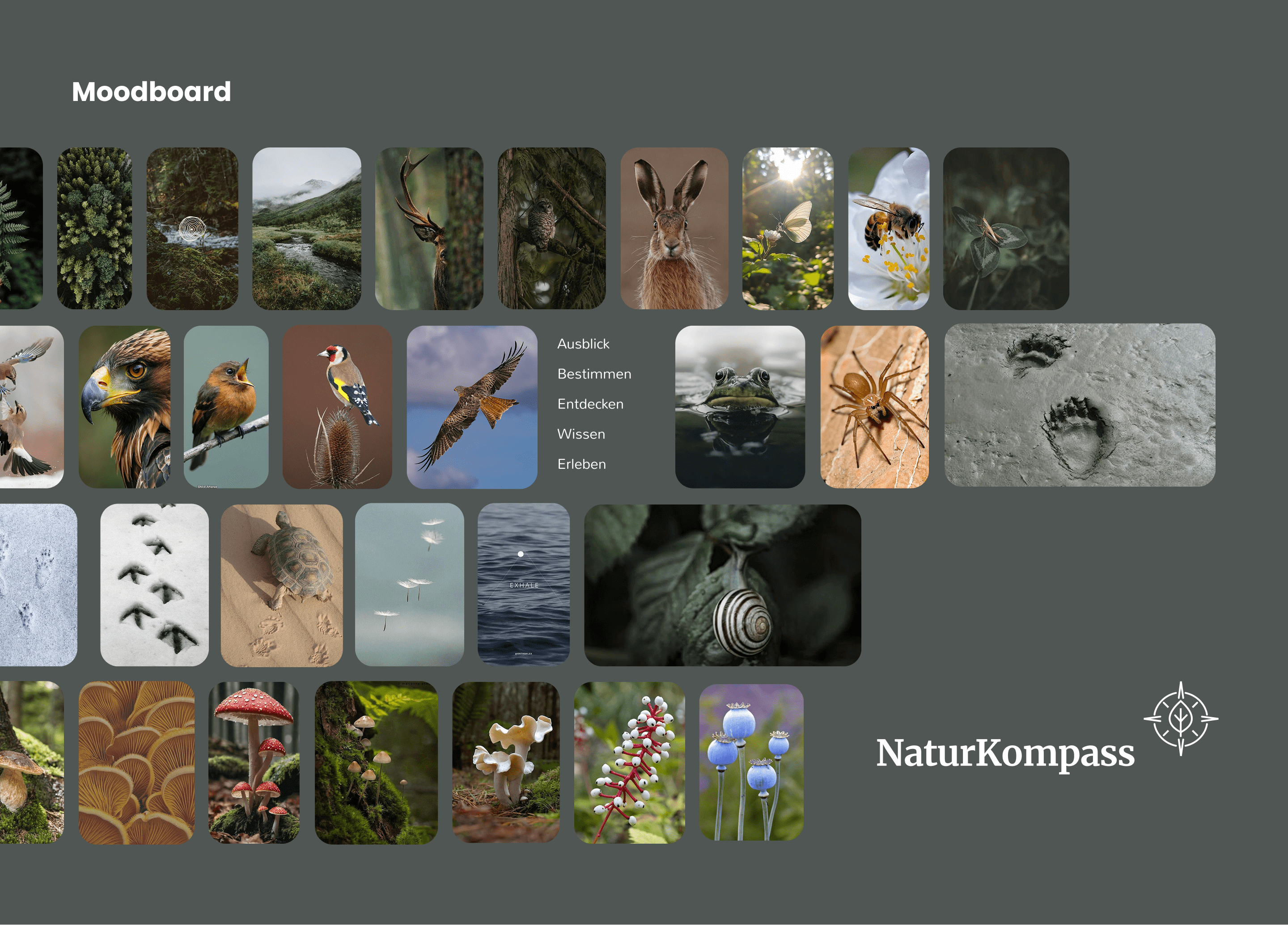 UI-Design Moodboard - NaturKompass